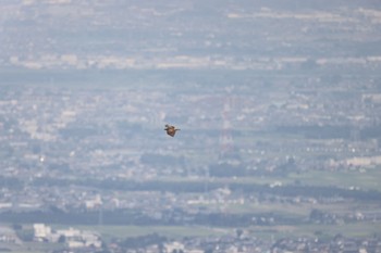 クマタカ 皇鈴山  2022年9月11日(日)