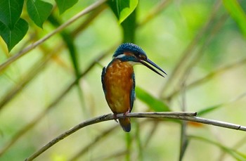 2022年9月12日(月) 千里南公園の野鳥観察記録