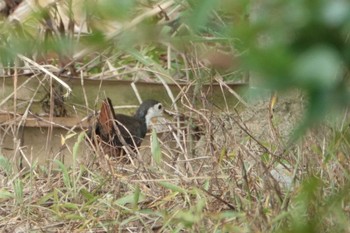 2022年9月9日(金) 平田原水田の野鳥観察記録