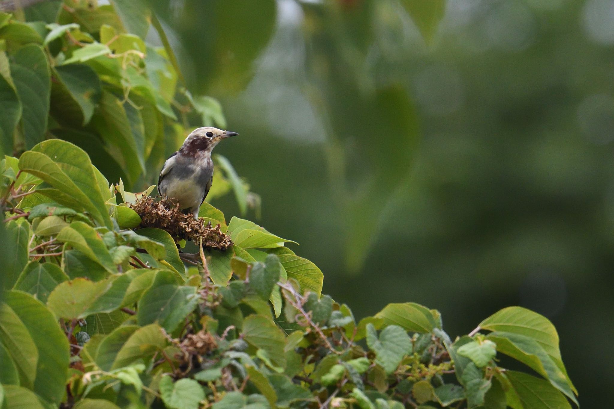 Photo of Chestnut-cheeked Starling at 香川県 by あん子