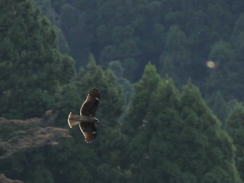 Black Kite Unknown Spots Mon, 9/12/2022