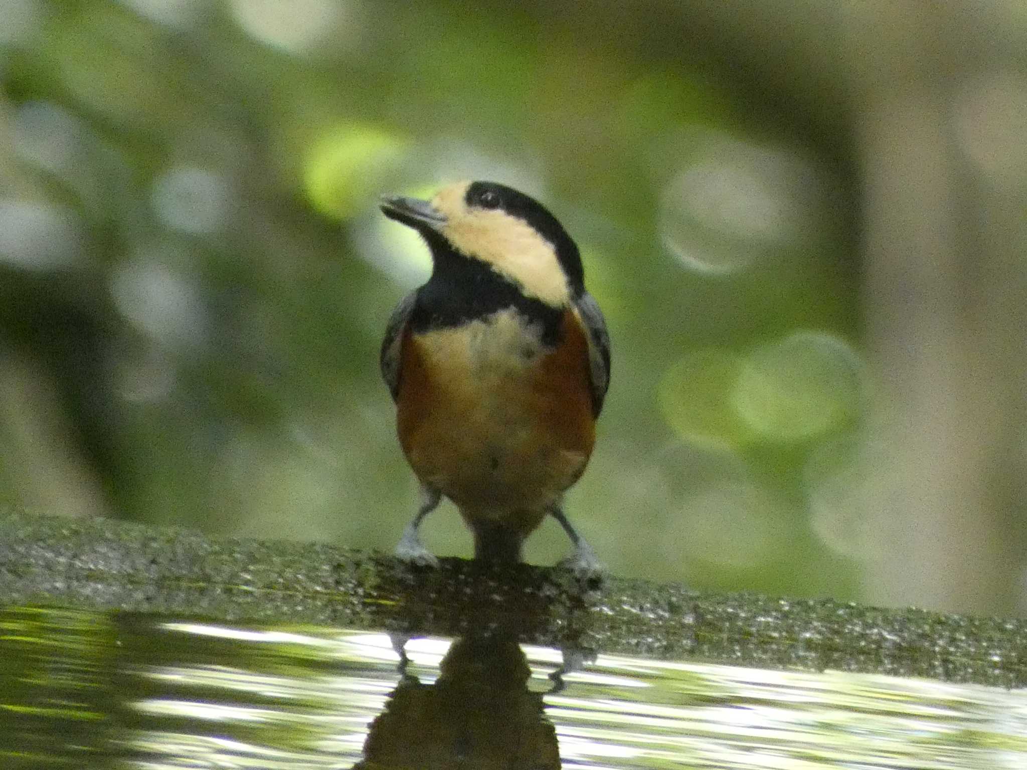 ヤマガラ