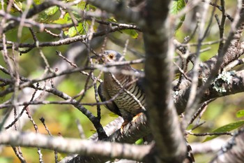 2022年9月11日(日) 宮ケ瀬湖の野鳥観察記録