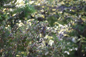 Varied Tit 久宝寺緑地公園 Sun, 9/11/2022