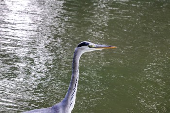 アオサギ 中島公園 2022年9月12日(月)