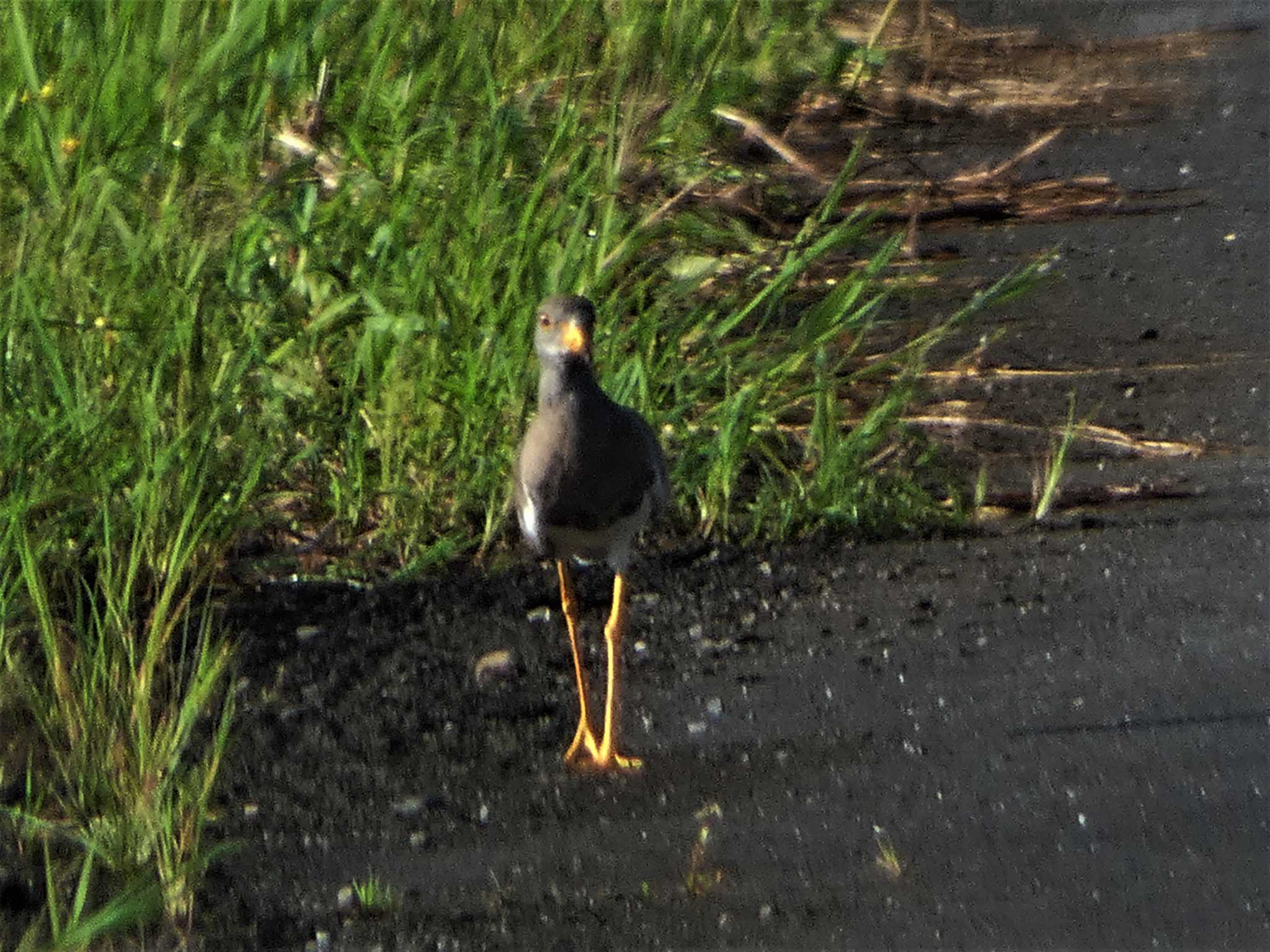 Grey-headed Lapwing