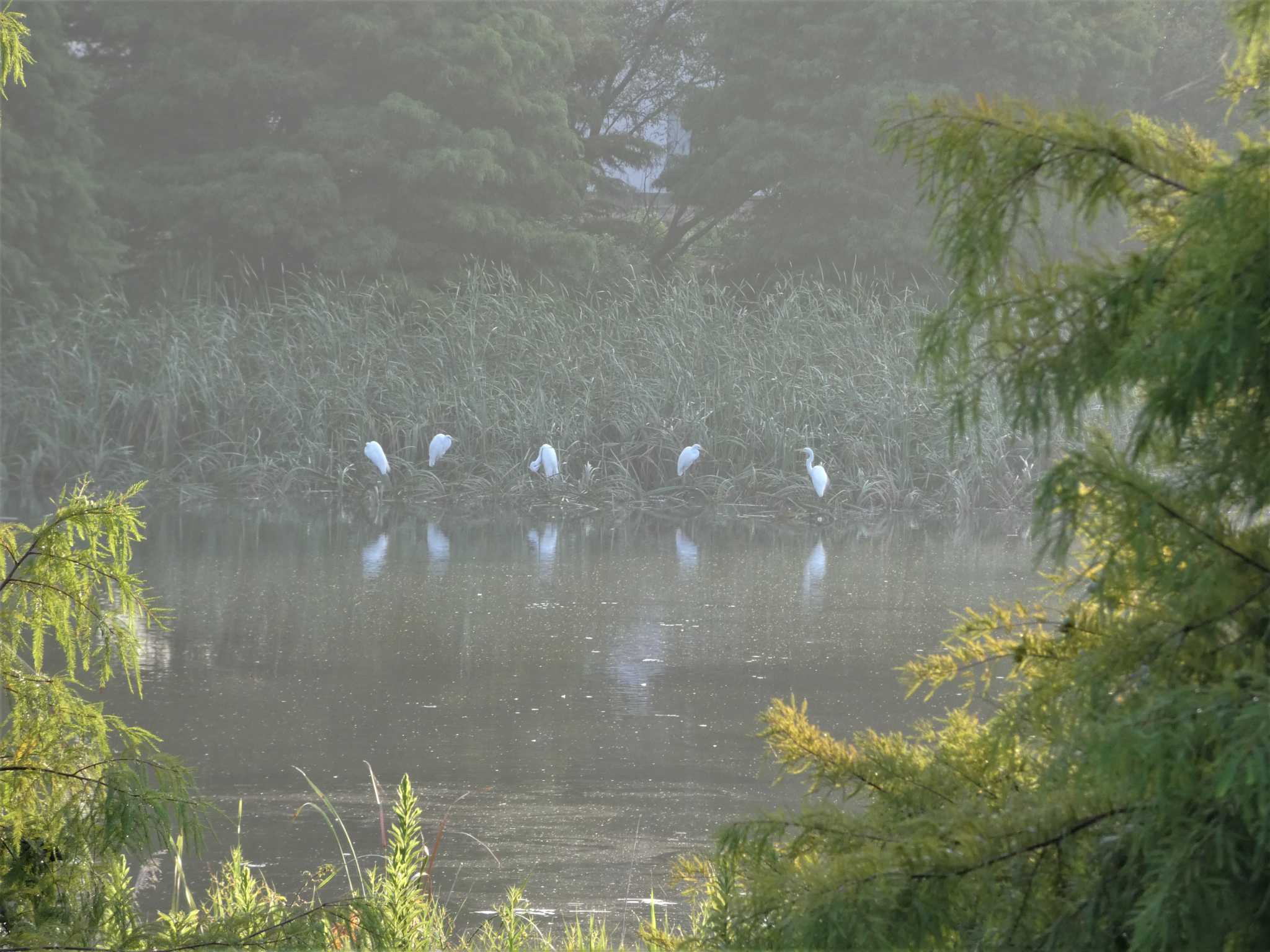 浮島ヶ原自然公園 ダイサギの写真 by koshi