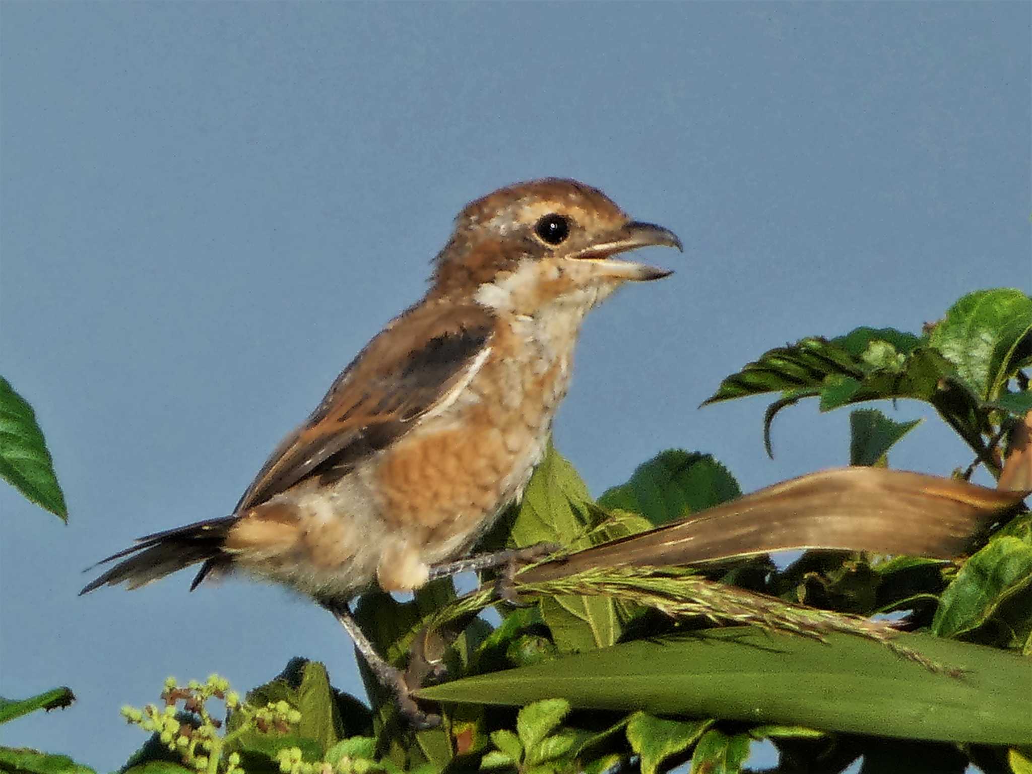 Bull-headed Shrike