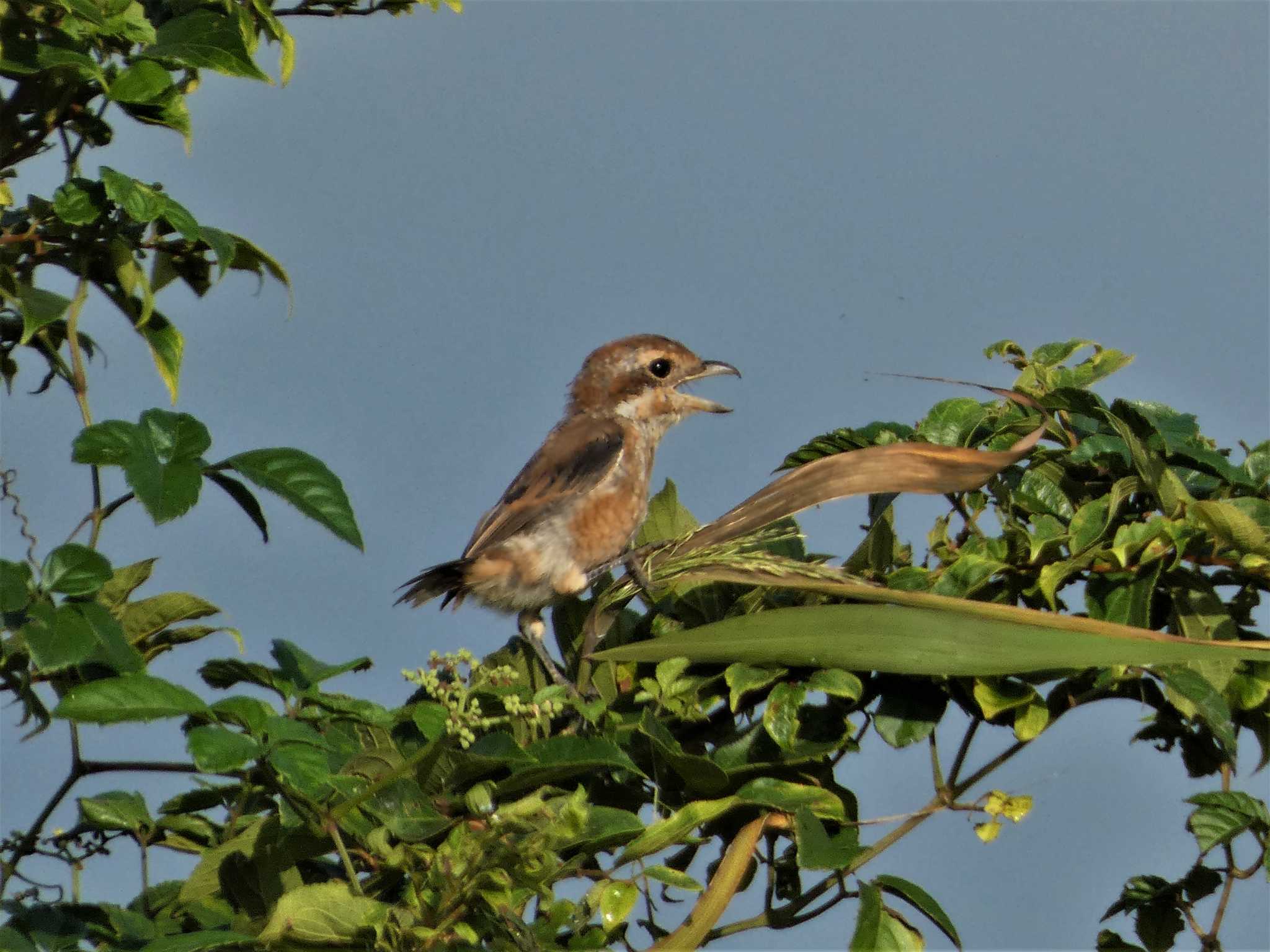 Bull-headed Shrike