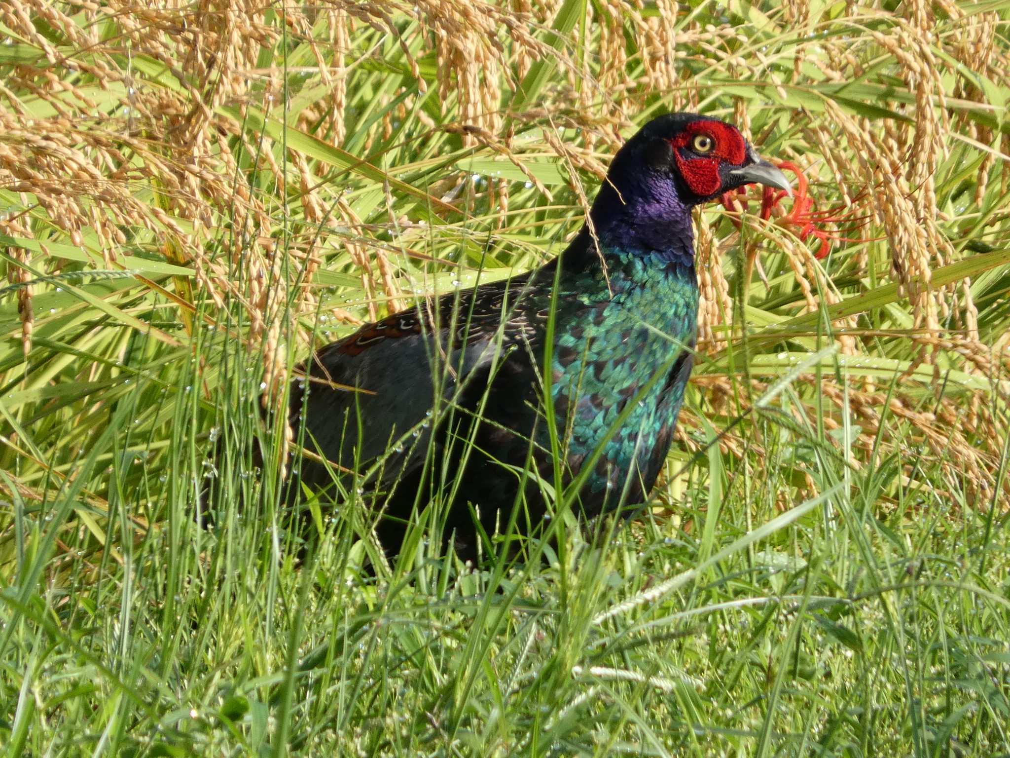 Green Pheasant