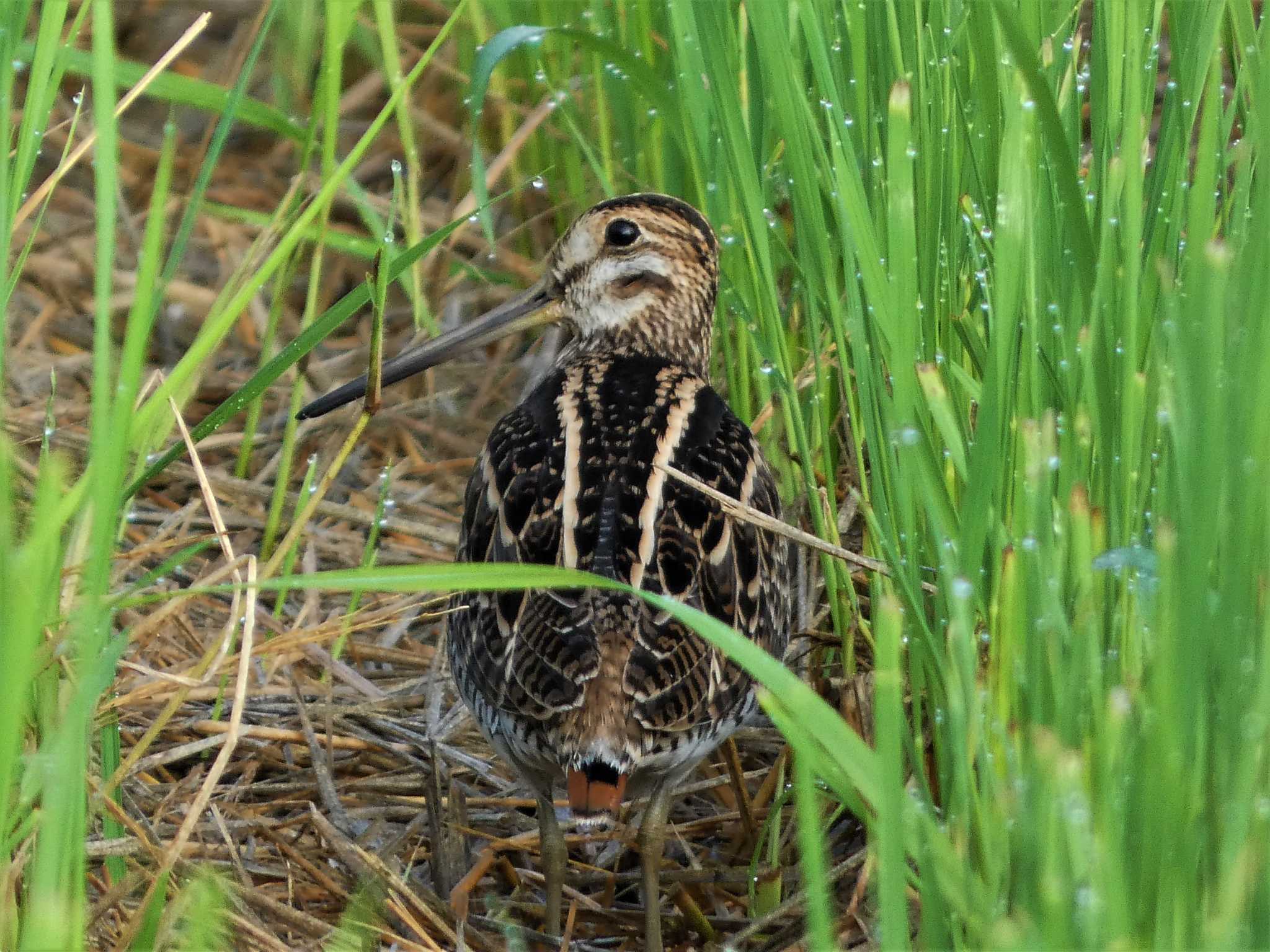 Common Snipe