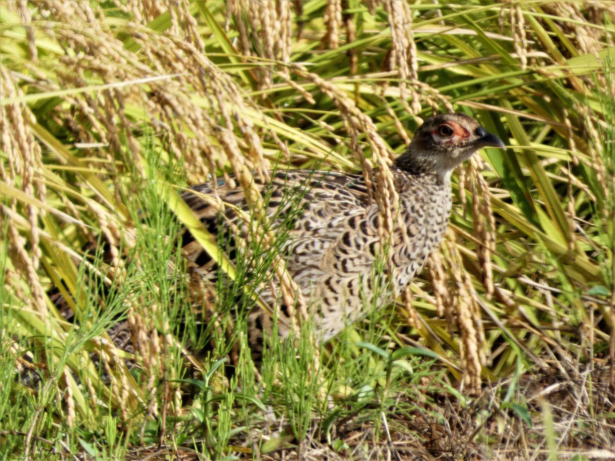 Photo of Green Pheasant at 浮島ヶ原自然公園 by koshi