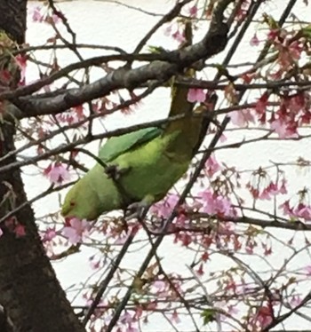 ワカケホンセイインコ 中野 2017年4月2日(日)