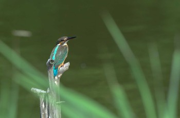 カワセミ 水元公園 2022年9月11日(日)