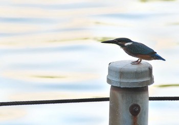 カワセミ 不忍池(上野恩賜公園) 2022年9月12日(月)