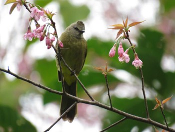 Flavescent Bulbul Doi Angkhang View Point Unknown Date