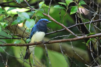 Blue-and-white Flycatcher 勅使池(豊明市) Sat, 9/10/2022