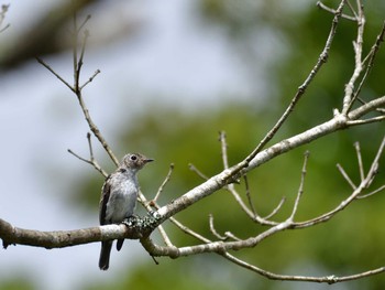 Sun, 9/4/2022 Birding report at 十里木高原