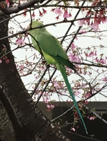 ワカケホンセイインコ 中野 2017年4月2日(日)