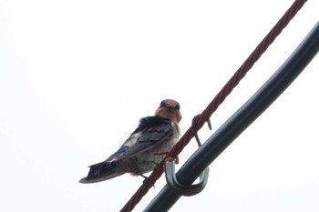 2022年9月8日(木) 石垣島の野鳥観察記録