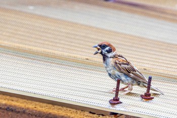 Eurasian Tree Sparrow 喜瀬川 Tue, 8/23/2022