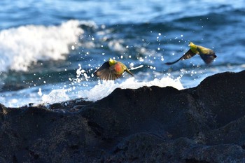 2022年9月12日(月) 大磯照ヶ崎海岸の野鳥観察記録