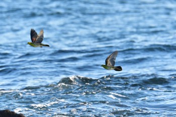 アオバト 大磯照ヶ崎海岸 2022年9月12日(月)