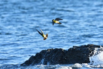 アオバト 大磯照ヶ崎海岸 2022年9月12日(月)