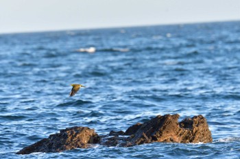 アオバト 大磯照ヶ崎海岸 2022年9月12日(月)