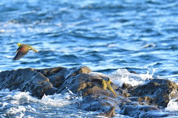 アオバト 大磯照ヶ崎海岸 2022年9月12日(月)