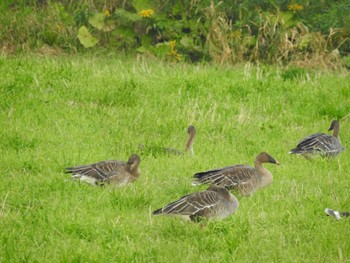 2022年9月12日(月) 湧洞沼(豊頃町)の野鳥観察記録