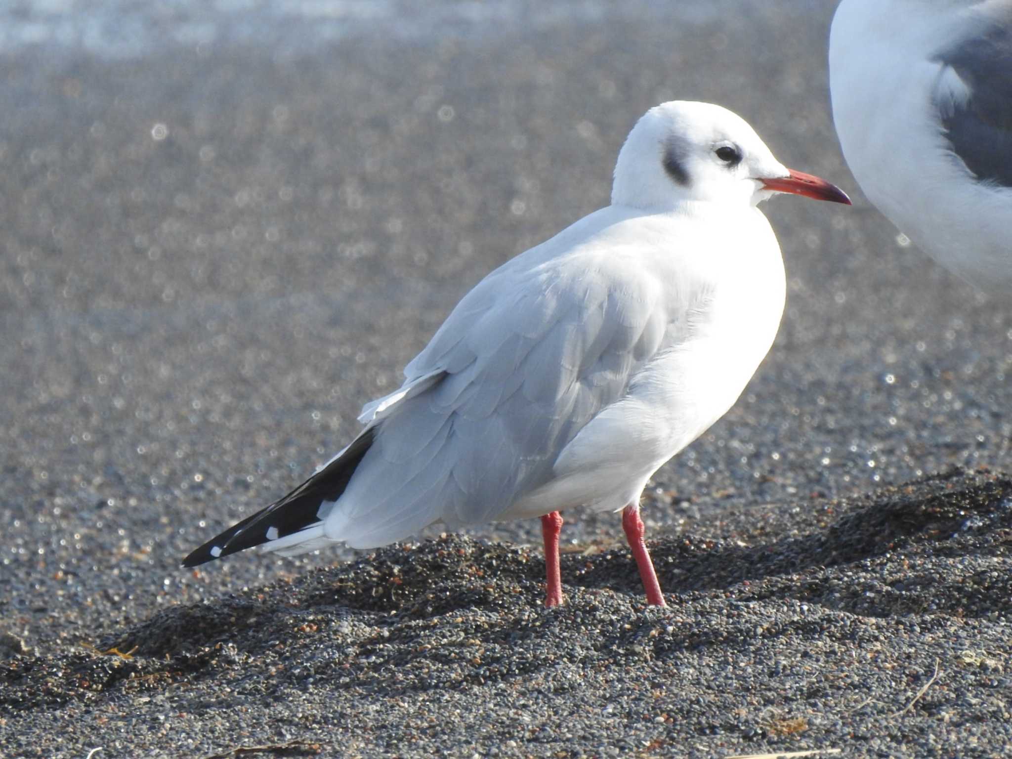 ユリカモメ