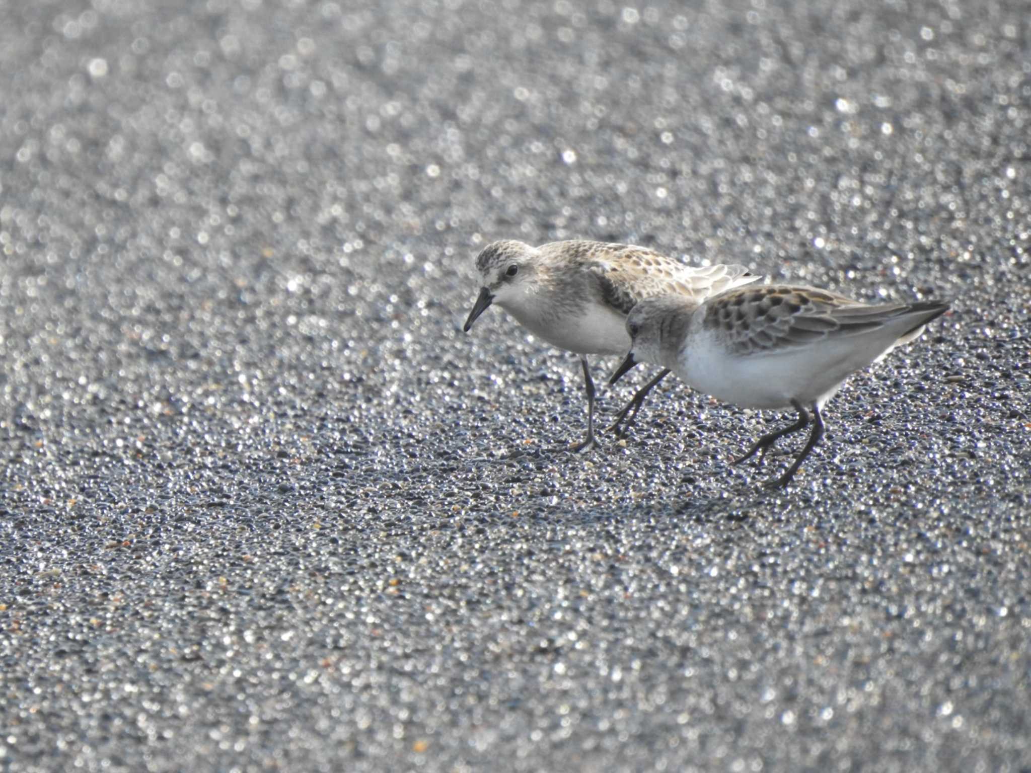 トウネン