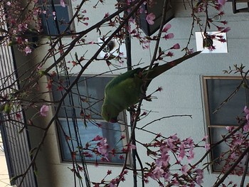 ワカケホンセイインコ 中野 2017年4月2日(日)