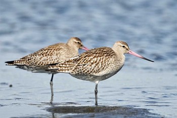 オオソリハシシギ ふなばし三番瀬海浜公園 2022年9月10日(土)