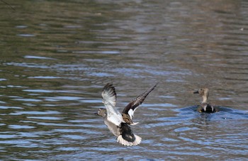 オカヨシガモ 場所が不明 撮影日未設定