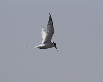 Little Tern 雲出川河口 Sun, 4/30/2017