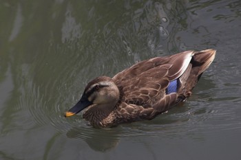 Eastern Spot-billed Duck 静岡県 Tue, 9/13/2022