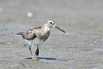 オバシギ ふなばし三番瀬海浜公園 2022年9月10日(土)