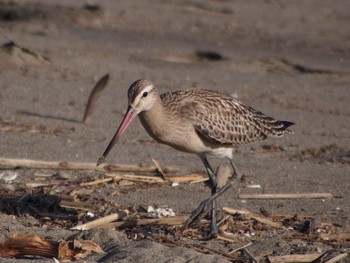 2022年9月12日(月) 葛西臨海公園の野鳥観察記録