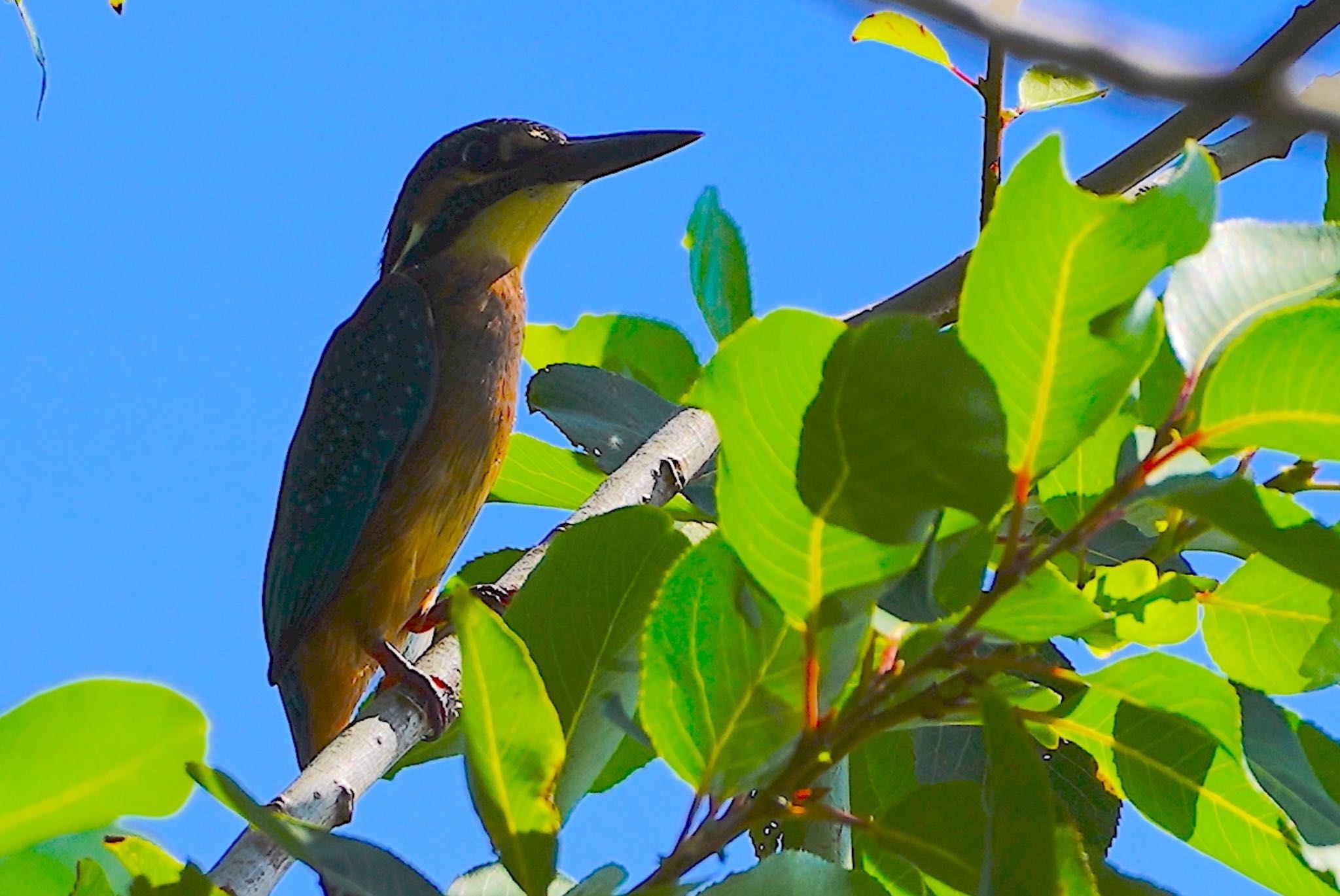 Common Kingfisher