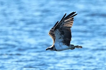 ミサゴ ふなばし三番瀬海浜公園 2022年9月10日(土)