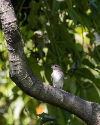 コサメビタキ 大阪南港野鳥園 2022年9月11日(日)