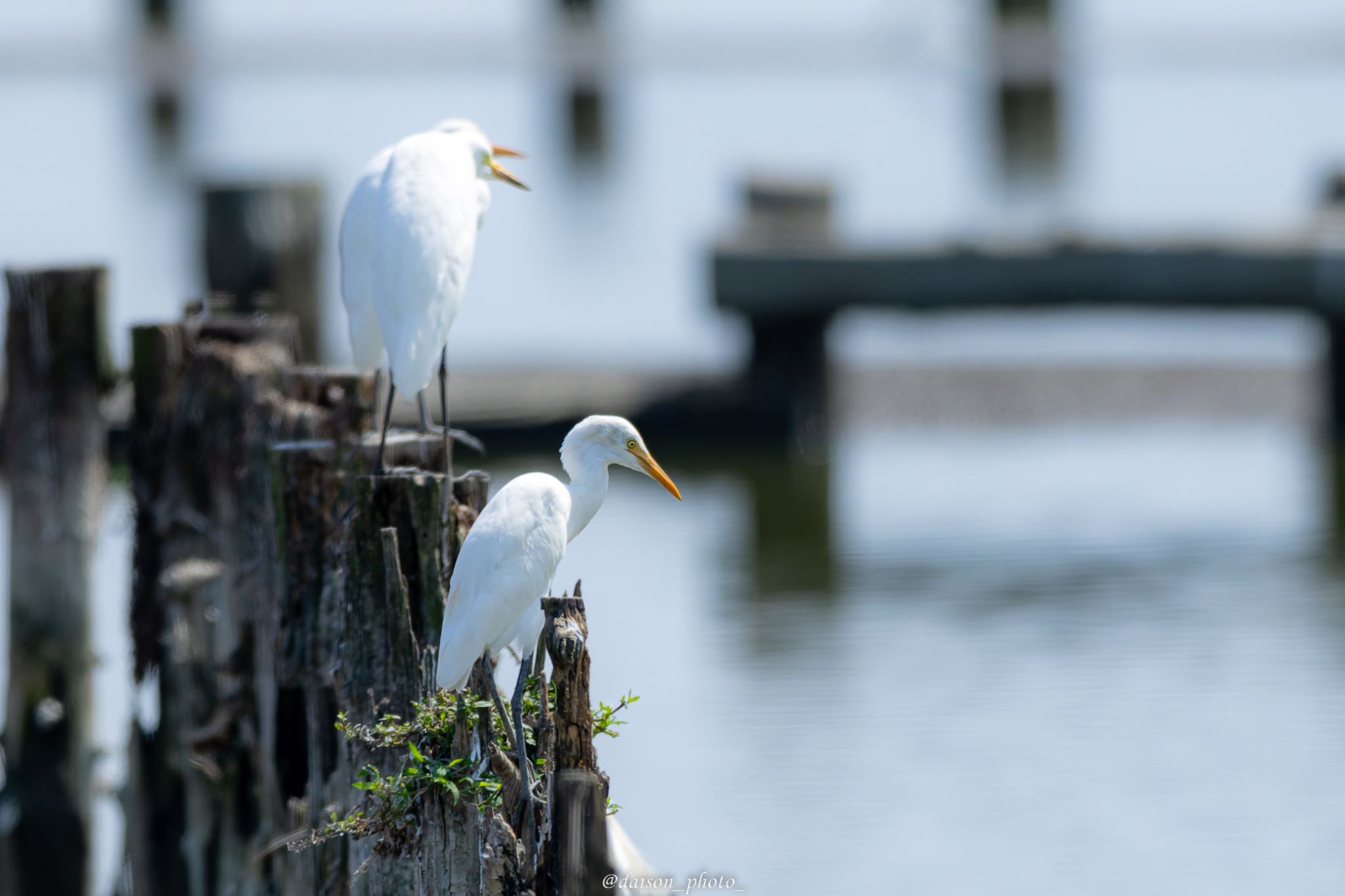 伊佐沼 チュウサギの写真 by Daison