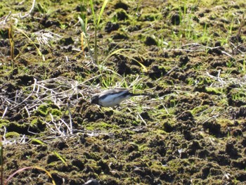 Japanese Wagtail 奥四万湖 Sat, 9/10/2022