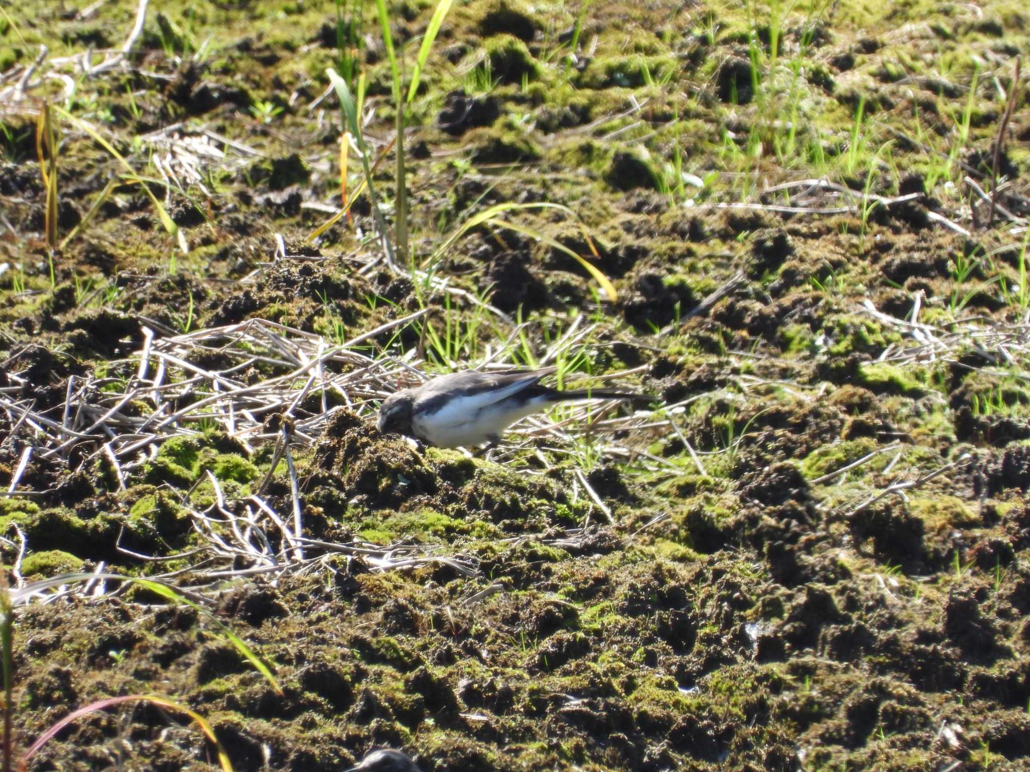 Japanese Wagtail