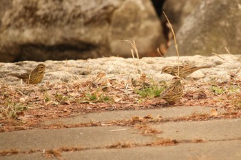 アオジ 三ツ池公園(横浜市鶴見区) 2018年2月1日(木)