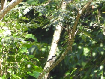 Long-tailed Tit 奥四万湖 Sat, 9/10/2022