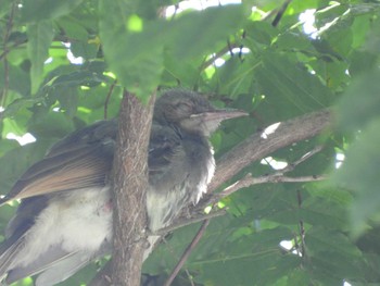 2022年9月10日(土) 奥四万湖の野鳥観察記録