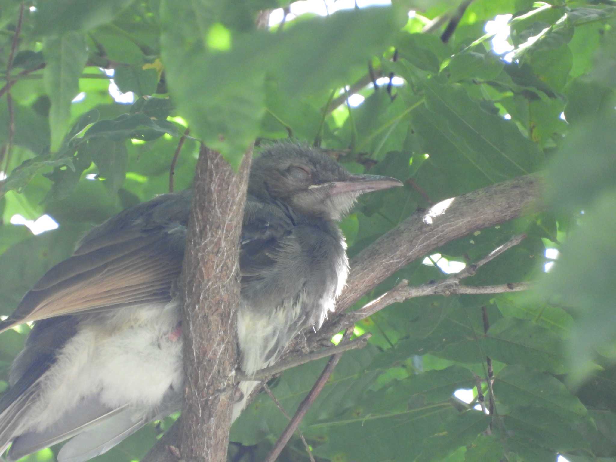 Brown-eared Bulbul